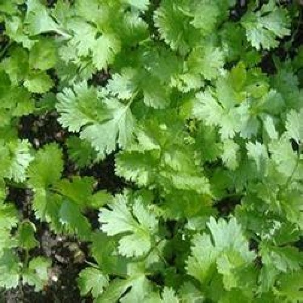 Omaxe Coriander Imported Seeds